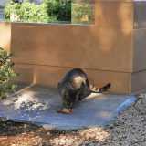 Il rituale gi� visto prima si ripete: l�uomo versa il cibo, attende che l�animale finisca, poi ripulisce tutto intorno. E il felino nel frattempo rimane l�: a sorvegliare la tomba della moglie di Domenico